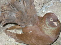 tremuratori de rostov - X-TODAS LAS RASAS DE PALOMAS EN EL MUNDO