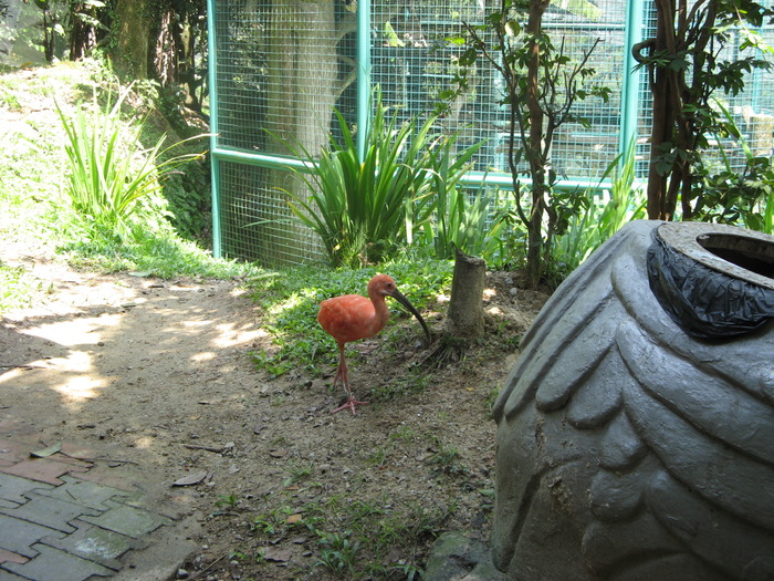 IMG_0049 - 2_1 - Kuala Lumpur Bird Park
