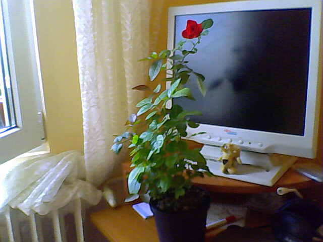26-07-08_122351 - florile mele