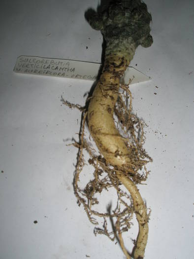 Sulcorebutia verticilacantha v. aureiflora 2