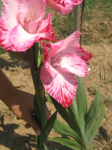 flori 383 - gladiole