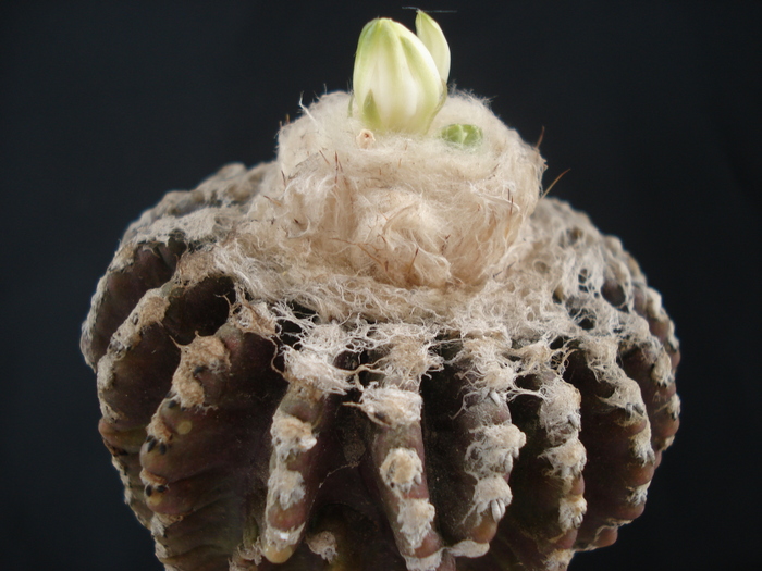 Discocactus horstii.