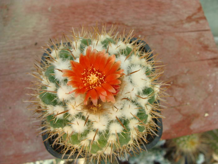 2. P. otuyensis - Notocactus-Parodia