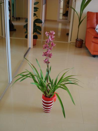 Orhidee