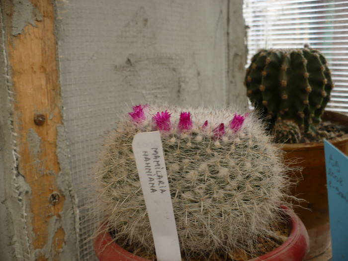 Mamillaria hahniana - Cactusi 2009