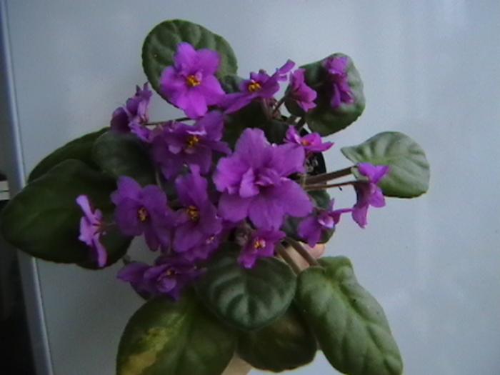 IMGA0626 - violete 2009