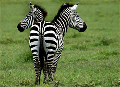 _44058304_zebras416 - animale