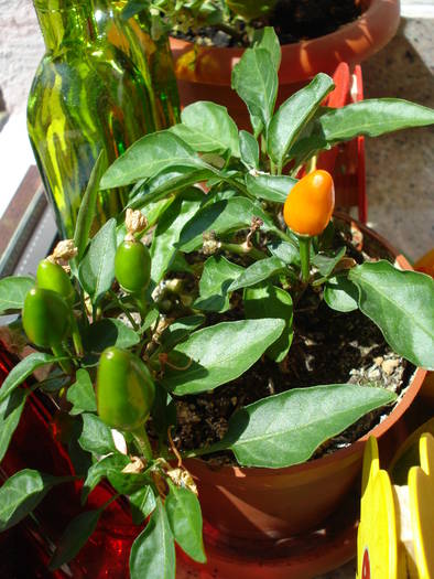 Salsa Orange Pepper (2009, July 28)