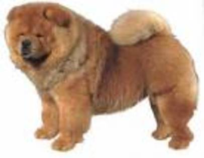 chow-chow06 - chow-chow