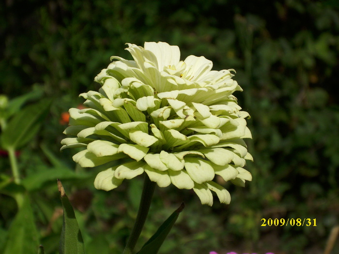 DSCI0716 - carciumarese-zinnia