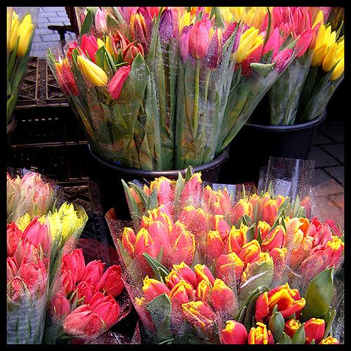 in need of tulips - Beautiful flowers