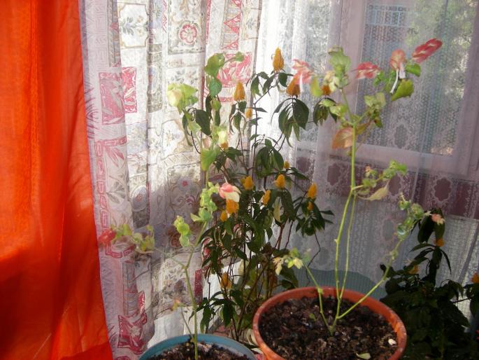 Flori - 2008 