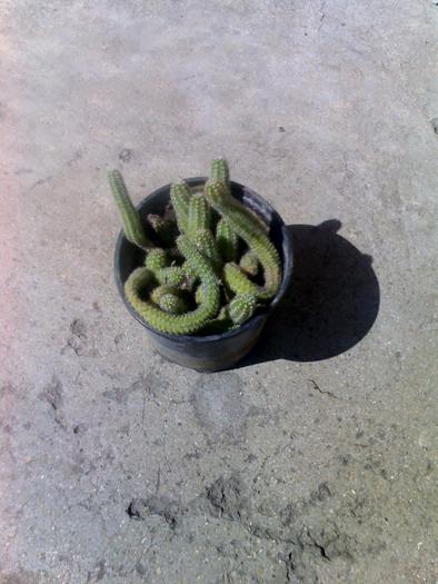 Chamaecereus silvestrii - cactusii mei