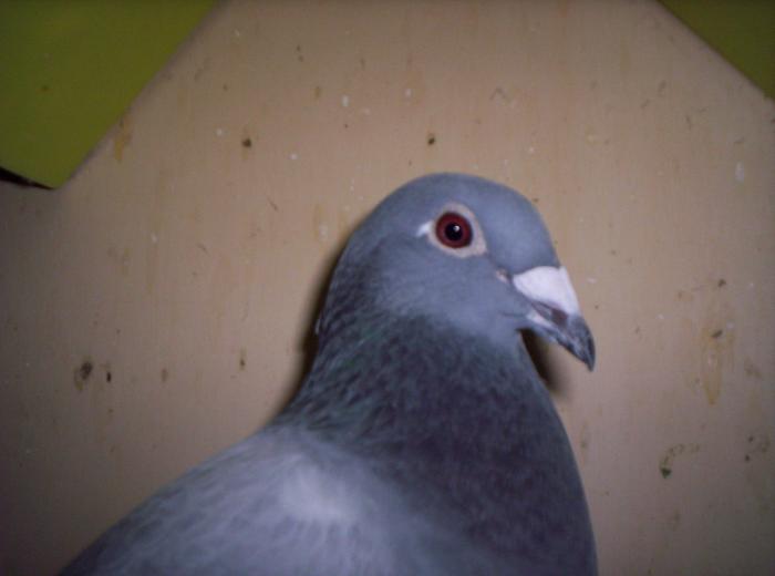 janssen; AS la viteza
