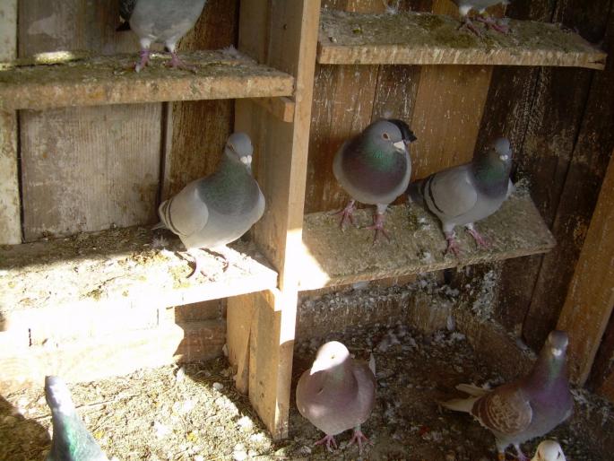 LA VRABIE 2 DECEMBRIE 00