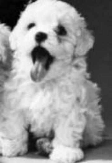 OUPMBULVLQDZJTSZCLK - poze animale
