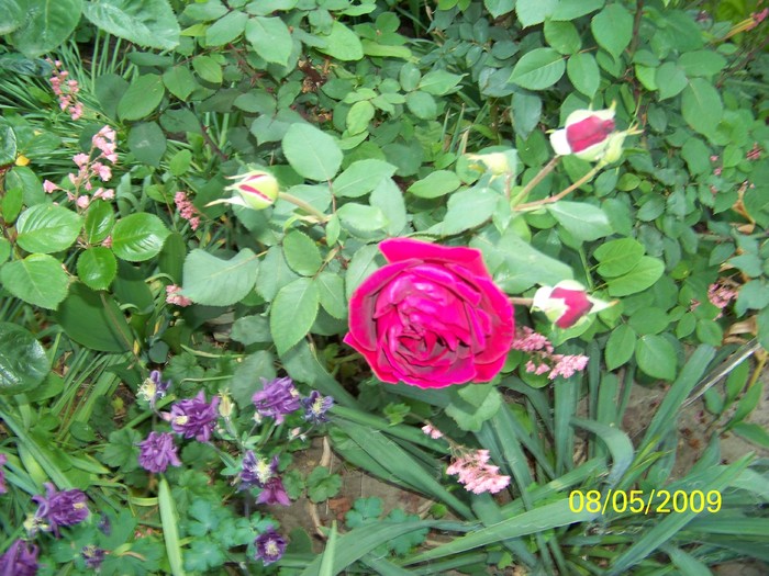 100_1665 - Primavara in curte  Timisoara