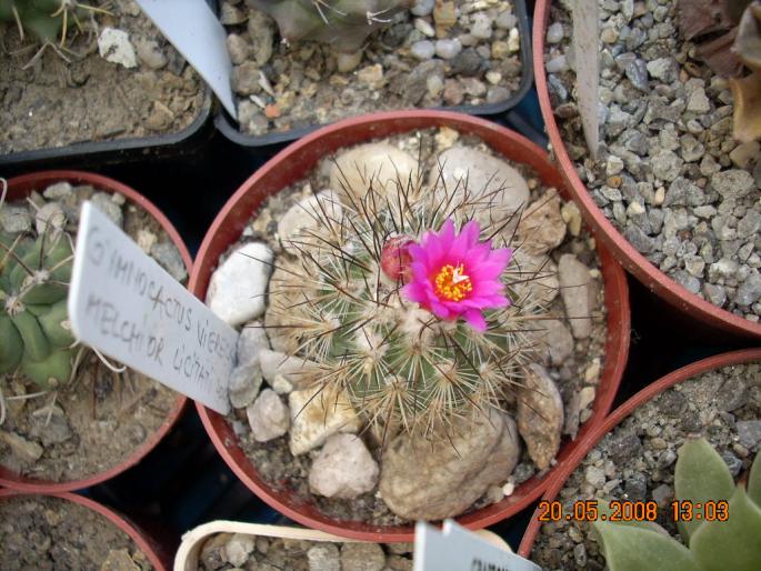 Gymnocactus vierechii - floare