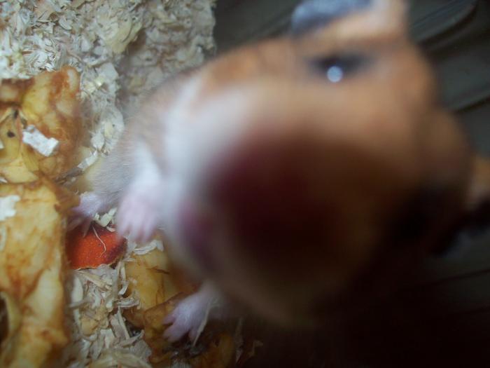 EXPO 2009 .01.09  CLUJ-NAPOCA 025 - HAMSTERUL MEU CUNCI