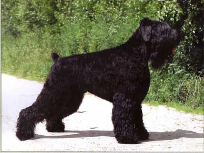 TCHIORNY TERRIER - RASE CAINI