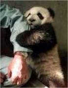 urs panda - poze animale