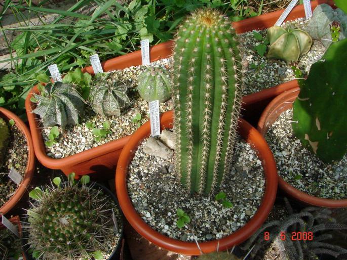 Trichocereus thellegonoides