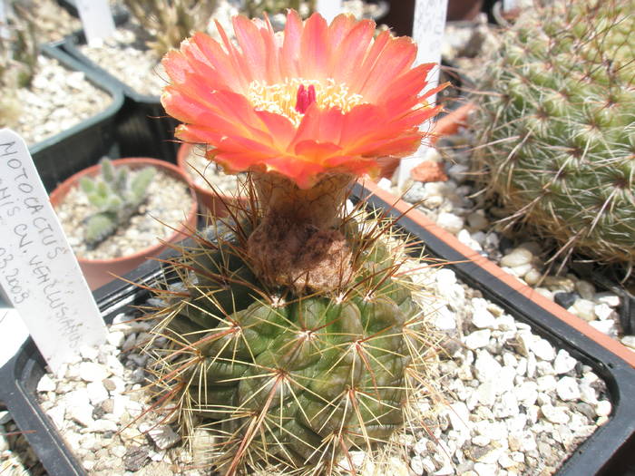 Notocactus venclusianus - 18.06