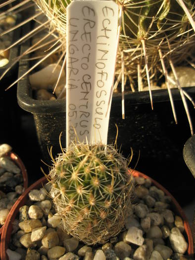 Echinofossulo erentocentrus - Echinofossulocactus