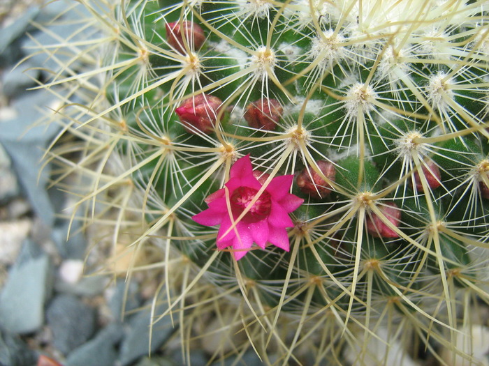 IMG_1047 - Cactusi la mosie14 sept 2009