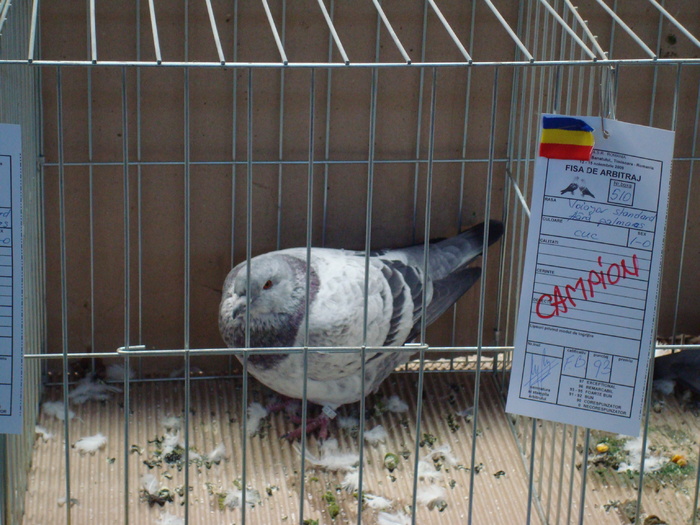 DSC04862 - Campioni de toate rasele la Expo Fauna Banatului 2009 Timisoara