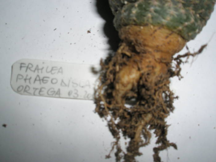 Frailea phaeodisca - RADACINI de cactus