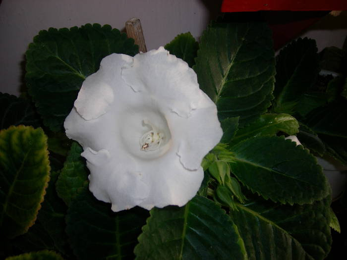 Gloxinie alba - Flori - 2009