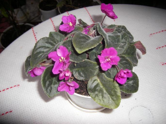 Violeta de Parma