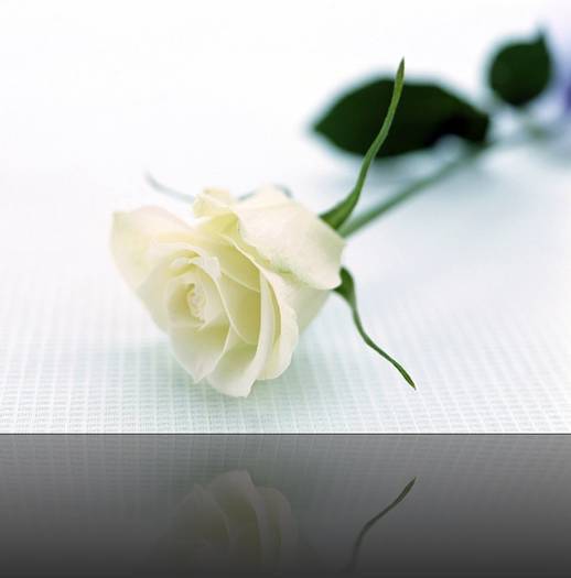 LQHQBWNELKHKCFEXRRG - Flori