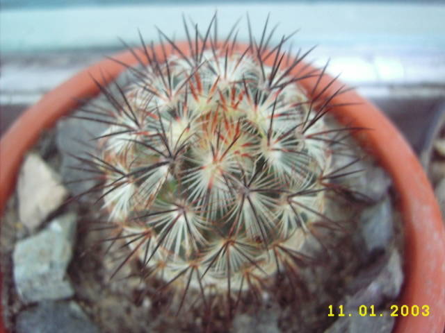 Mam.Microhelia - Mammillaria