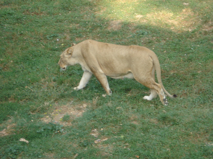 Picture 045