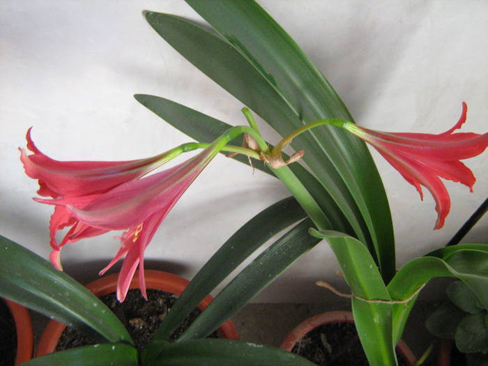 amaryllis