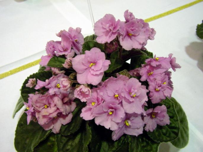 Jean_2005avsa - violete de pe net