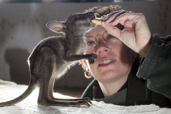 baby_kangaroo_2