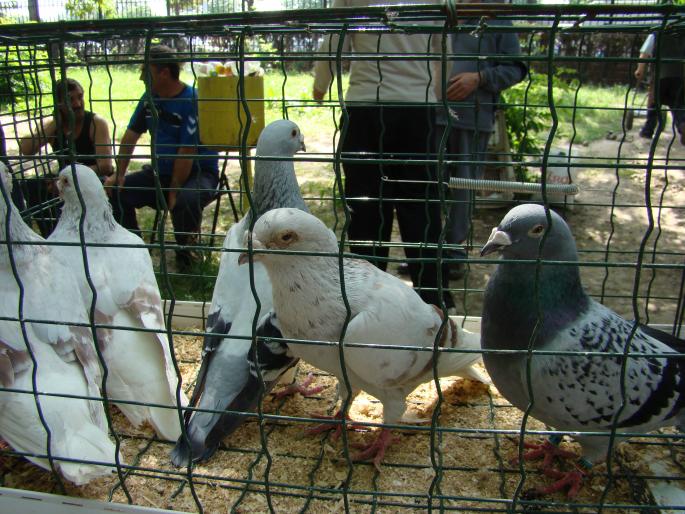 DSC00627