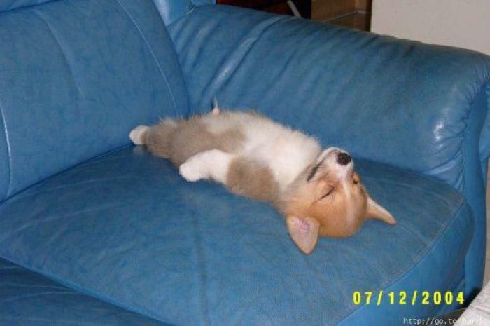 fun pic 11 - animale