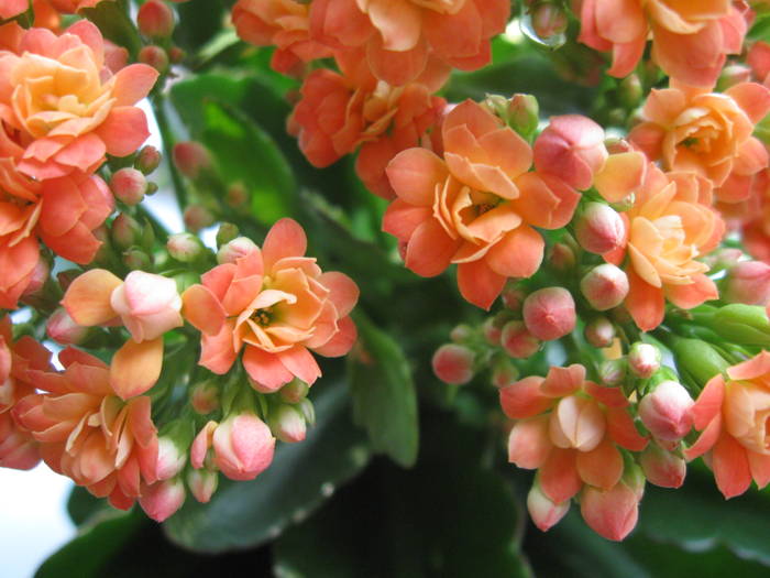 IMG_2986 - Kalanchoe