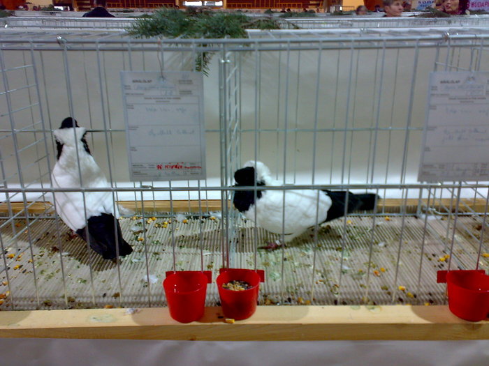 28112009608 - Expozitie Bekescsaba noiembrie 2009