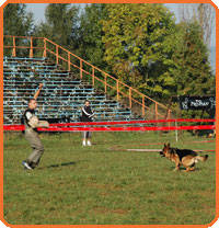 thumb_37-1 - CAINI- pisici-DIVERSE