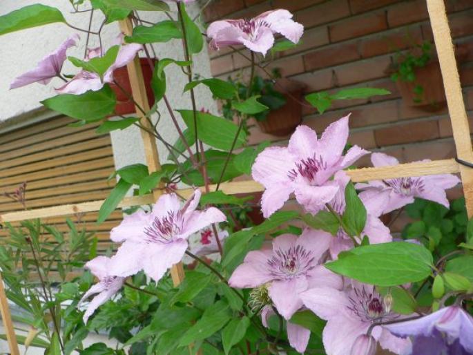 Clematita_Hagley2 - V-Clematis