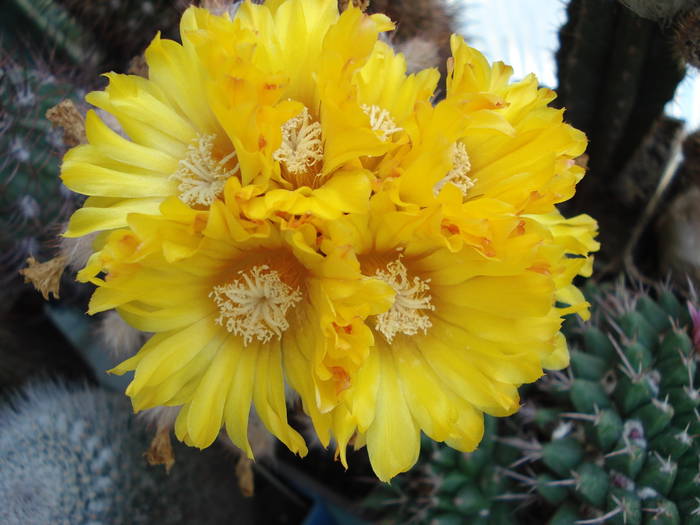DSC06617 - Cactusi