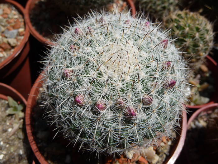 P1040098 - Cactusi