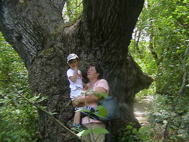 stejarul de 500 de ani - In Delta Dunarii- Mila 23-iunie 2009