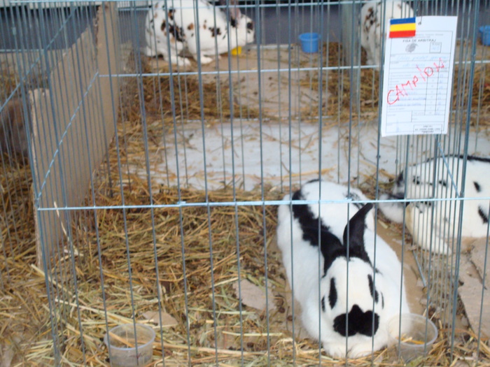 DSC04854 - Campioni de toate rasele la Expo Fauna Banatului 2009 Timisoara