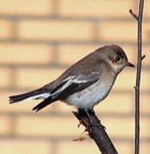 Migrating-Birds-Forgot-about-Their-Trip-2 - Plecarea pasarilor calatoare